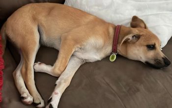 Prefeitura de Joinville mantém feira virtual permanente de adoção de animais