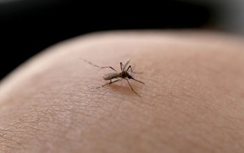 Joinville confirma segundo óbito por dengue de 2023