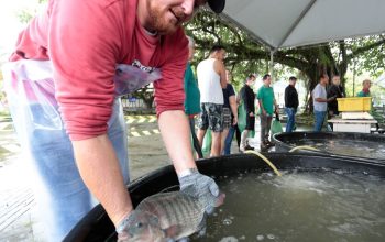 Feira do Peixe Vivo ocorre nesta quinta e sexta no Mercado Público e no Terminal do Nova Brasília