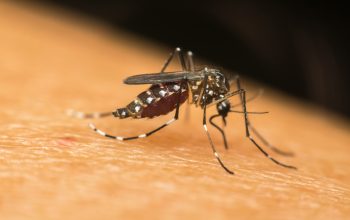 Joinville confirma terceiro óbito por dengue de 2023