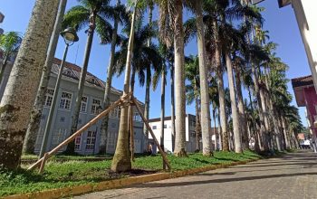 Prefeitura conclui plantio das palmeiras na Alameda Brüstlein