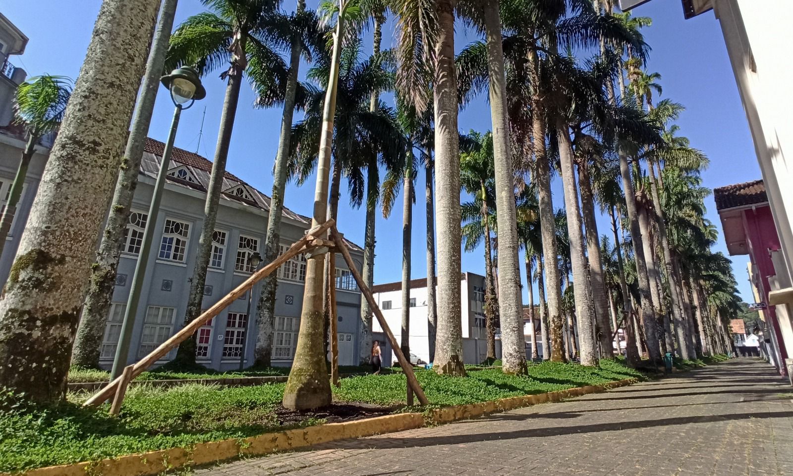 Prefeitura conclui plantio das palmeiras na Alameda Brüstlein