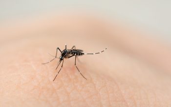 Joinville confirma mais dois óbitos por dengue