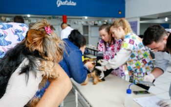 Mutirão de microchipagem beneficia 589 animais da Zona Sul de Joinville