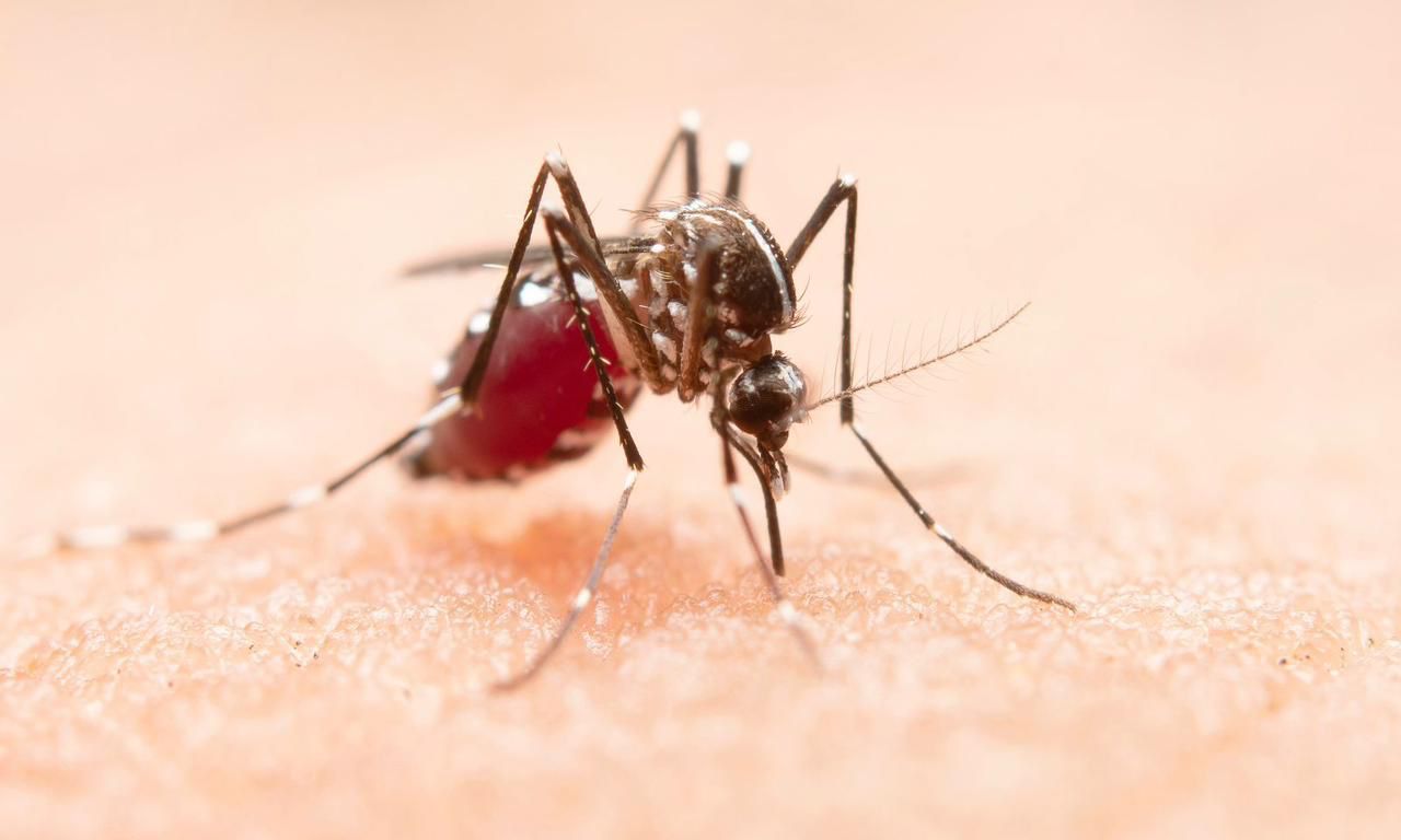 Joinville confirma mais quatro óbitos por dengue