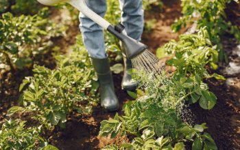 Joinville divulga cursos gratuitos para produtores rurais