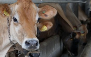 Joinville oferece capacitação gratuita para produtores rurais em diversas áreas