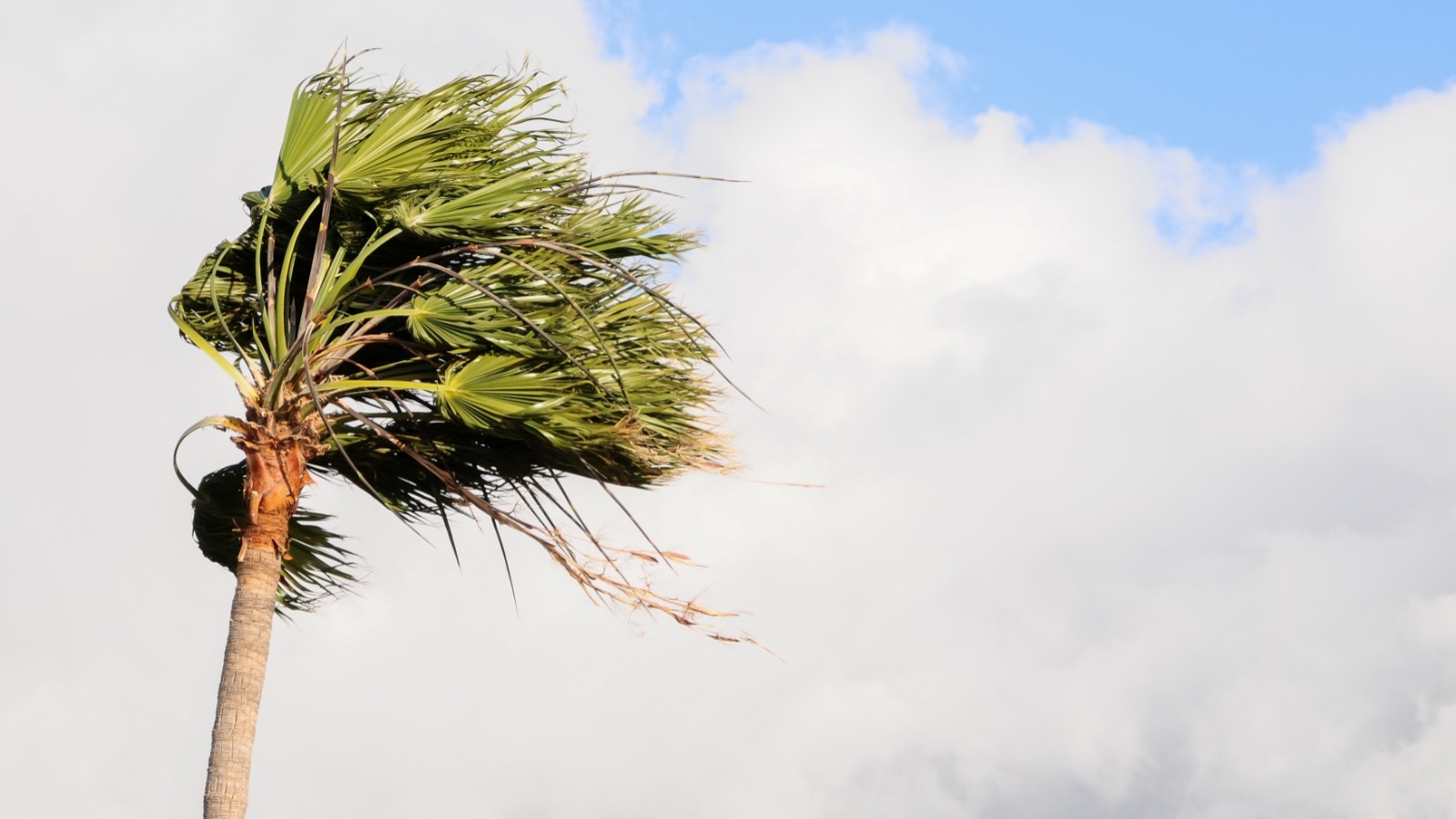 Rajadas de vento podem atingir Joinville entre quarta e quinta-feira