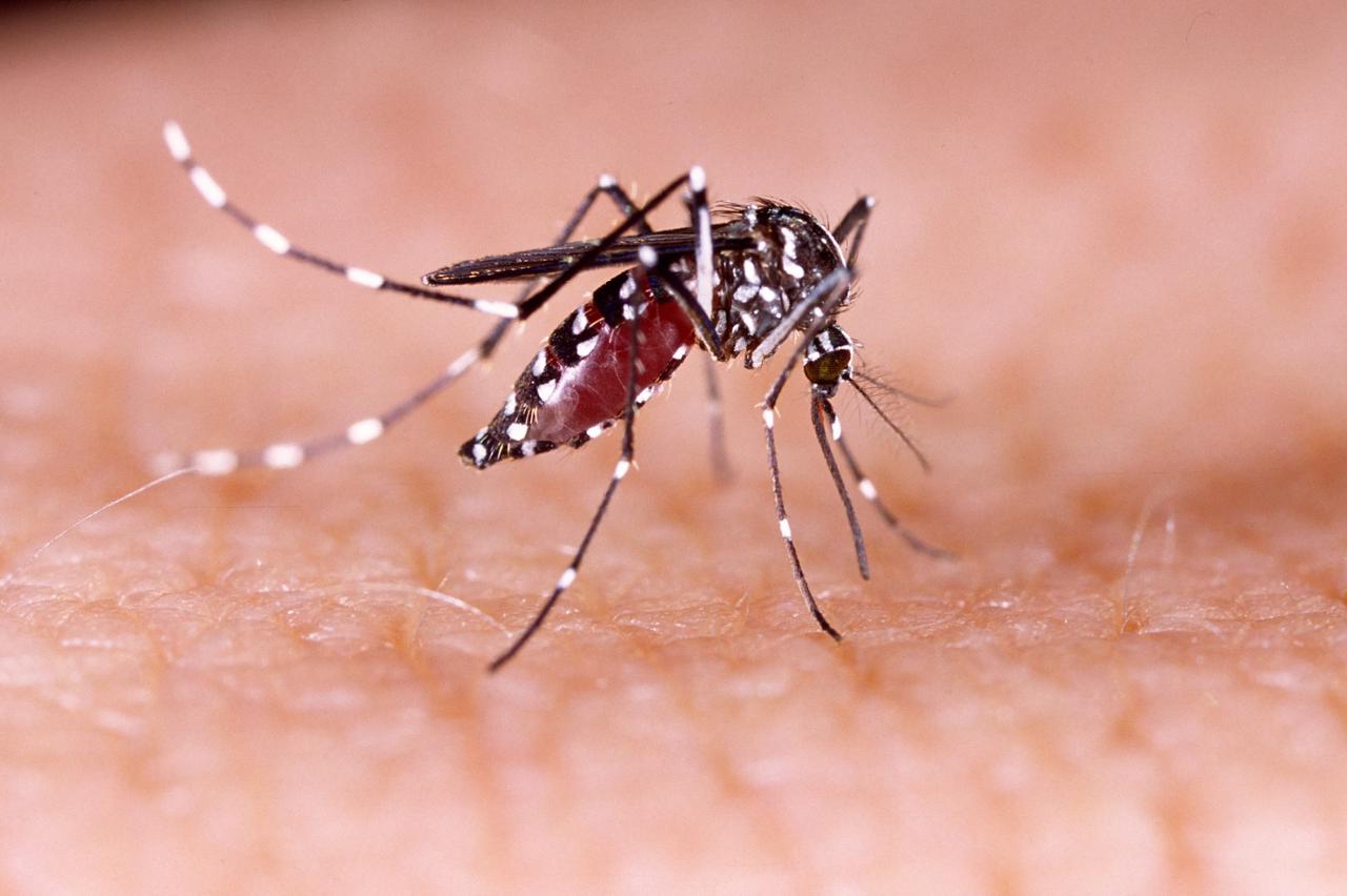 Joinville confirma mais dois óbitos por dengue