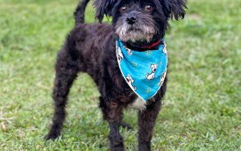 Centro de Bem-Estar Animal de Joinville realiza feira de adoção de animais neste sábado