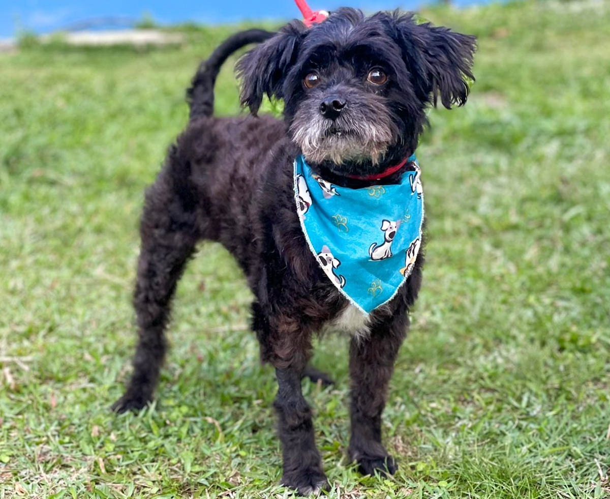 Centro de Bem-Estar Animal de Joinville realiza feira de adoção de animais neste sábado