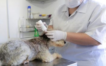 Prefeitura abre credenciamento para clínicas e hospitais veterinários oferecerem serviços de castração e microchipagem Prefeitura abre credenciamento para clínicas e hospitais veterinários oferecerem serviços de castração e microchipagem