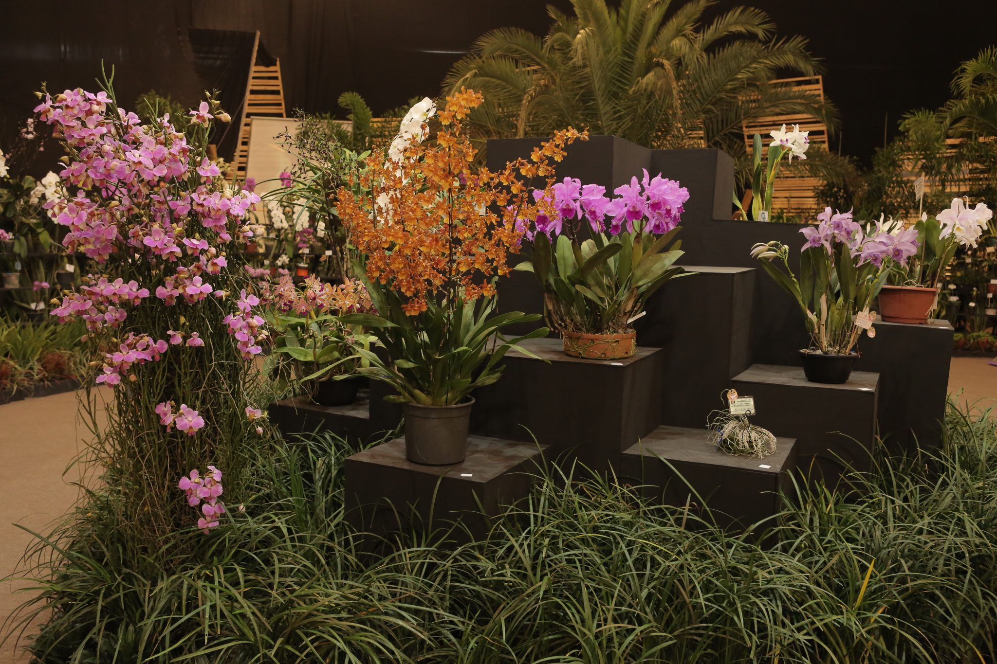 Lançamento da 83ª Festa das Flores de Joinville