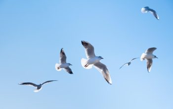 Alunos da Rede Municipal de Ensino de Joinville participam de ação de soltura de aves silvestres em parceria com Polícia Civil e IMA