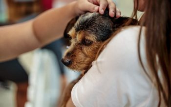 Garten Shopping recebe Feira de Adoção de Animais neste sábado