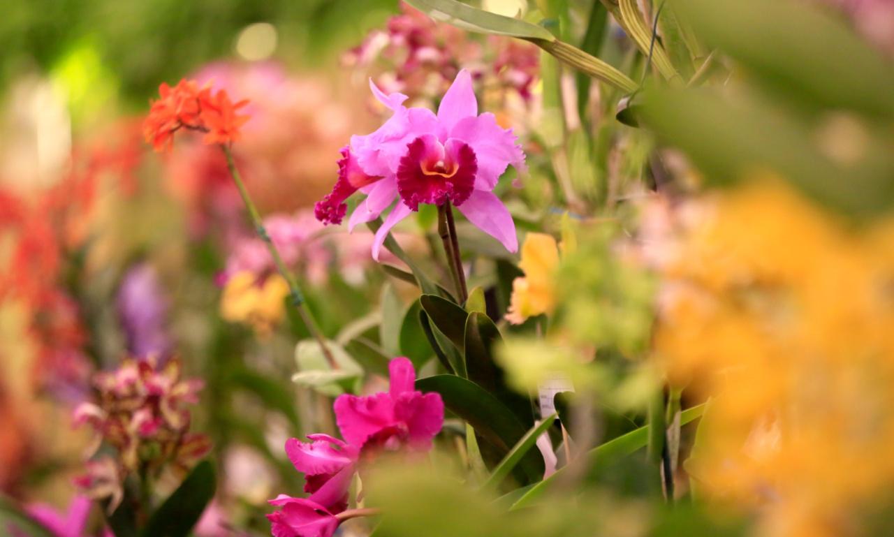 Festa das Flores, atrações de Natal e apresentações musicais são opções de lazer no fim de semana