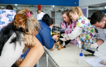 Prefeitura realiza Mutirão de Microchipagem de cães e gatos na região Sul