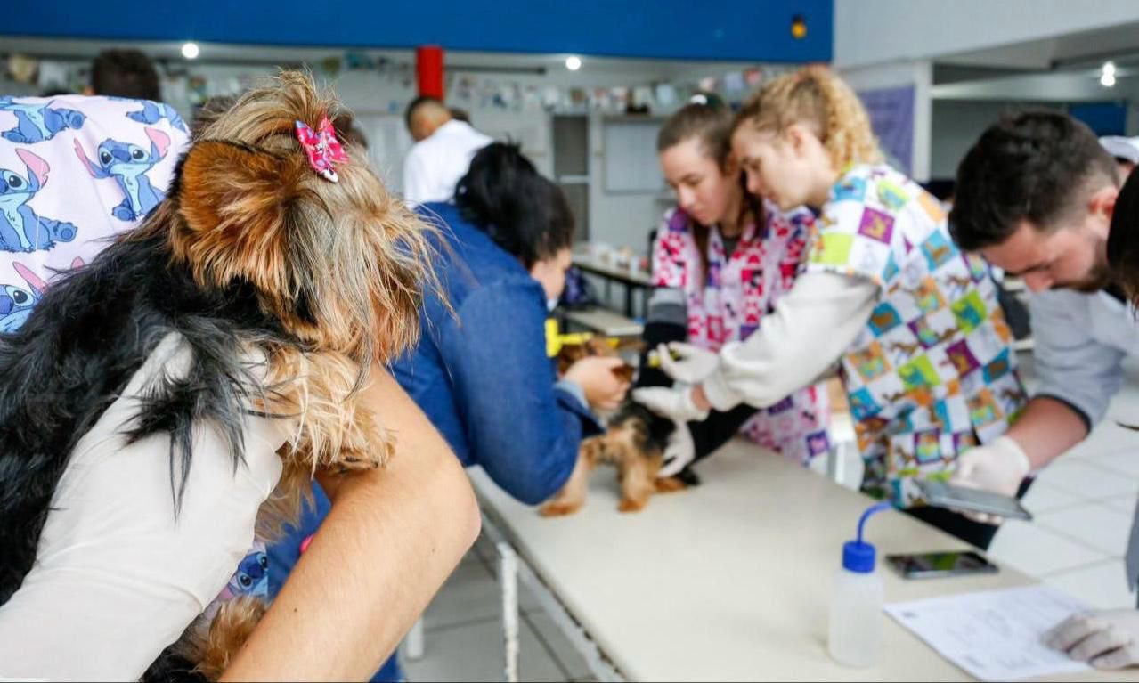 Prefeitura realiza Mutirão de Microchipagem de cães e gatos na região Sul