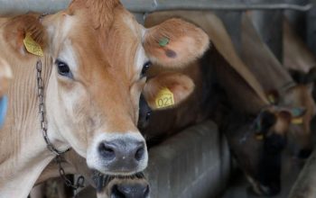 Joinville divulga agenda de cursos gratuitos para produtores rurais para fevereiro