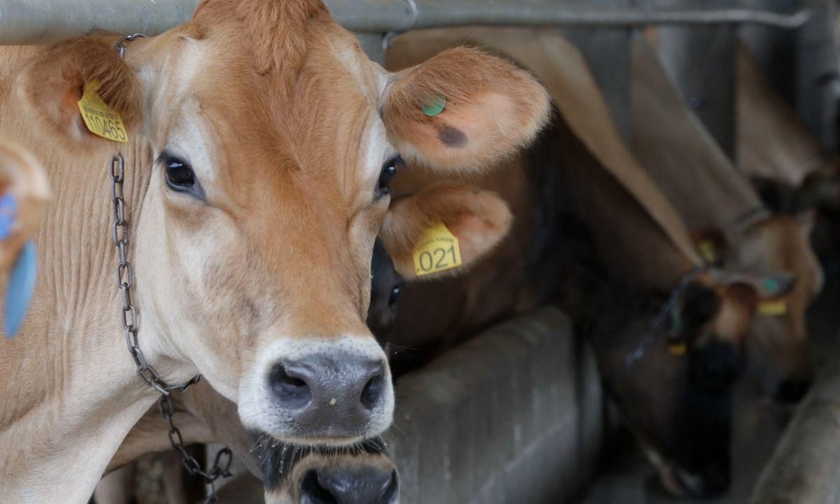 Joinville divulga agenda de cursos gratuitos para produtores rurais para fevereiro