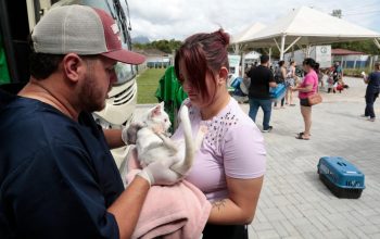 Joinville promove mutirão de microchipagem e castração nos dias 24 e 25