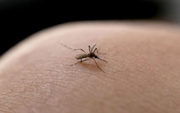 Joinville confirma três casos de pacientes com Chikungunya