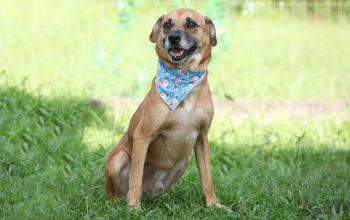 Joinville realiza mutirão de microchipagem na zona Sul e feira de adoção de pets no Parque Zoobotânico