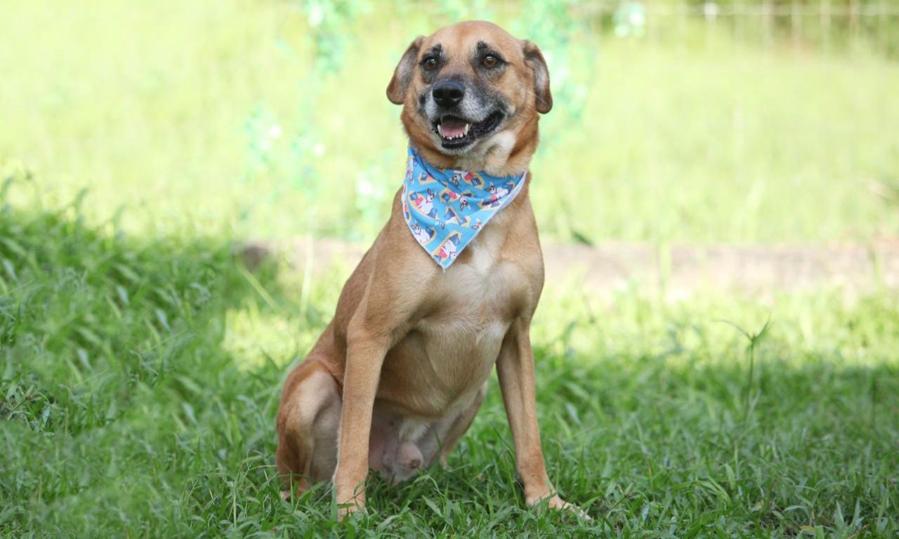 Joinville realiza mutirão de microchipagem na zona Sul e feira de adoção de pets no Parque Zoobotânico