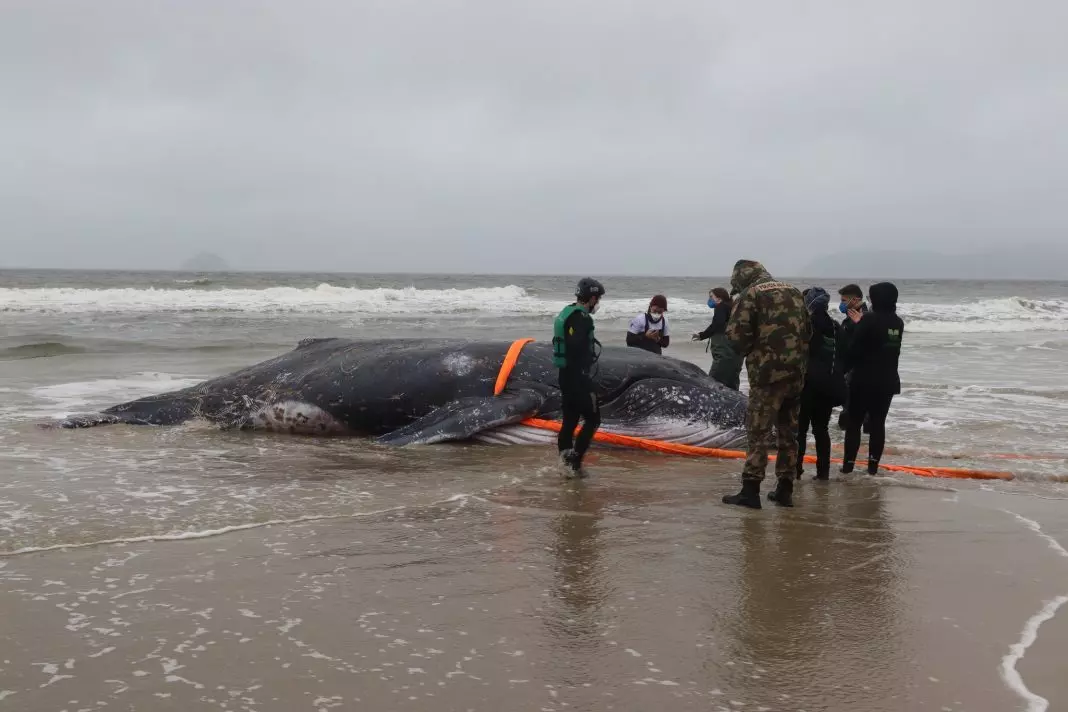 Baleia jubarte morre após encalhar em praia de São Francisco do Sul