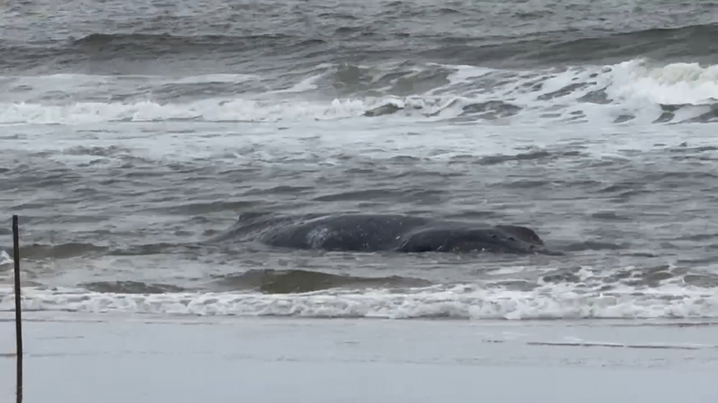 Baleia encalha em praia de SC e voluntários se mobilizam para salvar animal