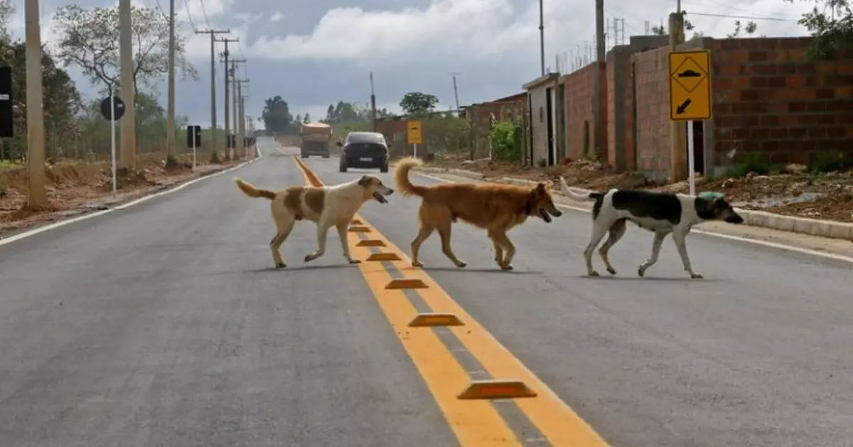 Projeto quer tornar obrigatório socorro a animais atropelados em Joinville
