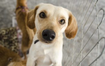 Dê um novo lar a um cãozinho neste sábado no Garten Shopping