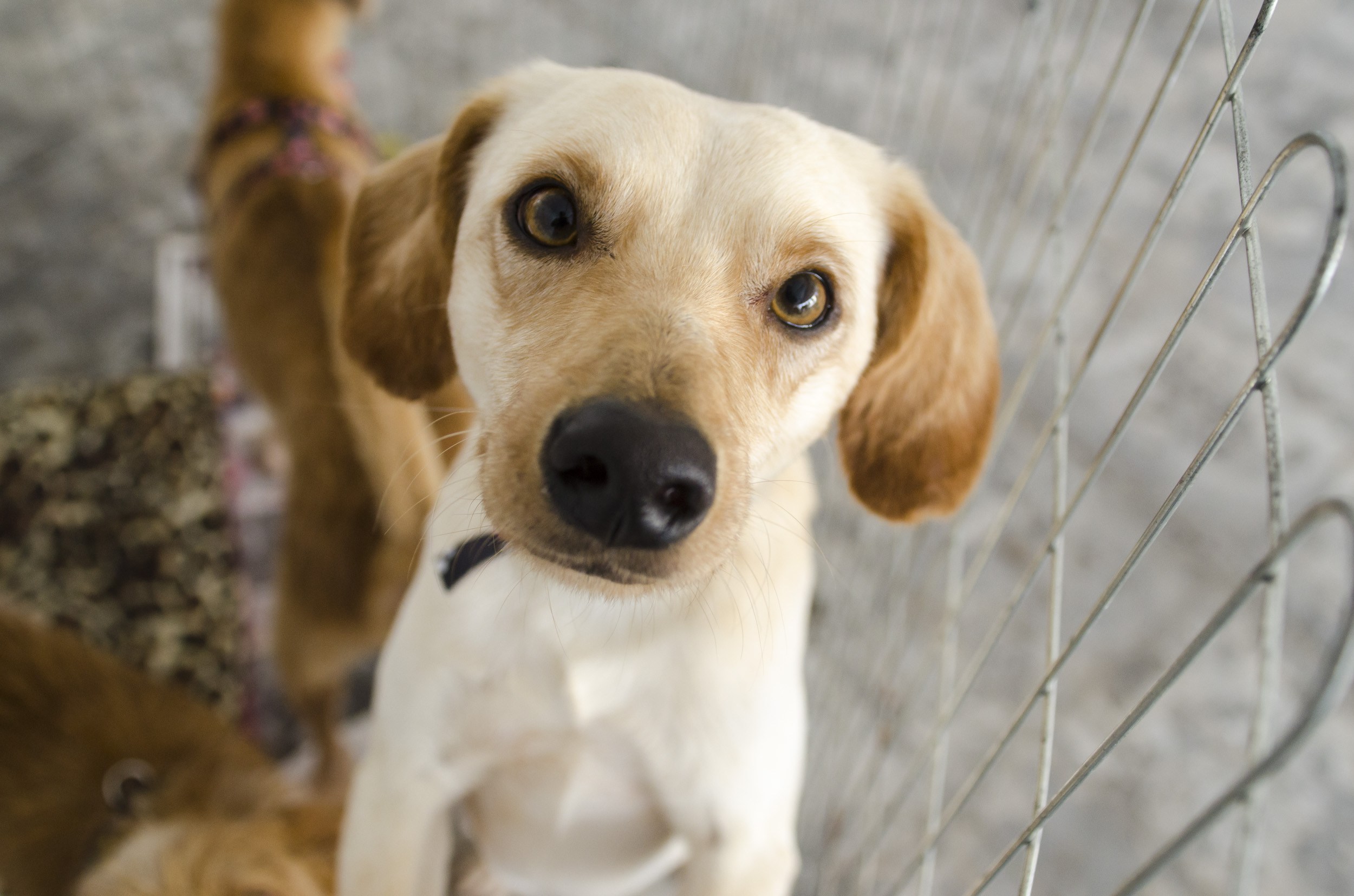 Dê um novo lar a um cãozinho neste sábado no Garten Shopping