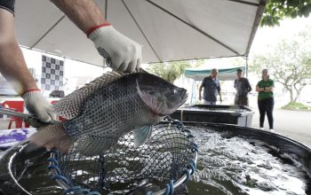 Tilápia a R$ 20: Feira do Peixe Vivo movimenta Joinville nesta Semana Santa