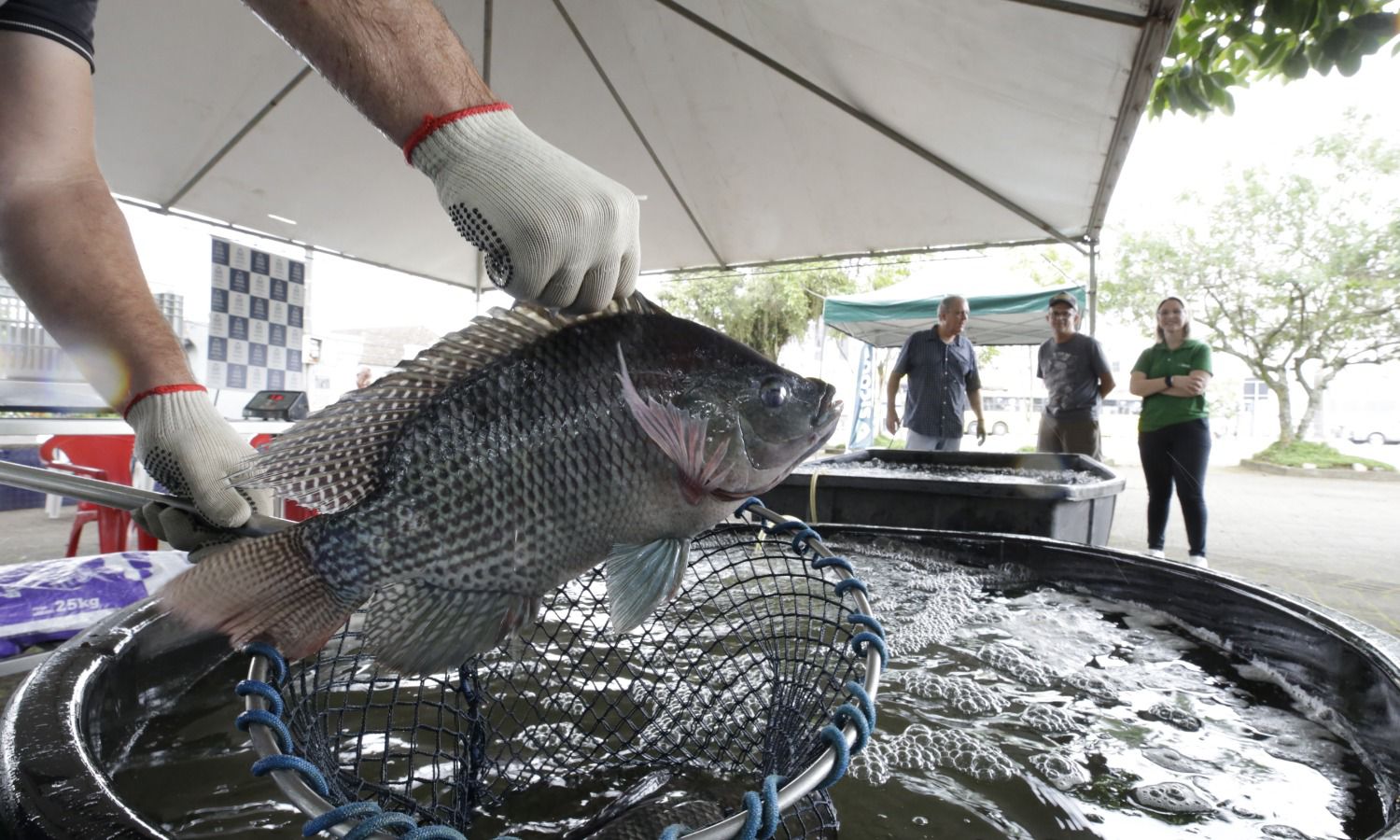 Tilápia a R$ 20: Feira do Peixe Vivo movimenta Joinville nesta Semana Santa